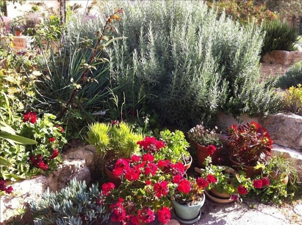 Beautiful Mediterranean plants adorn the steps at the entrance to the garden.