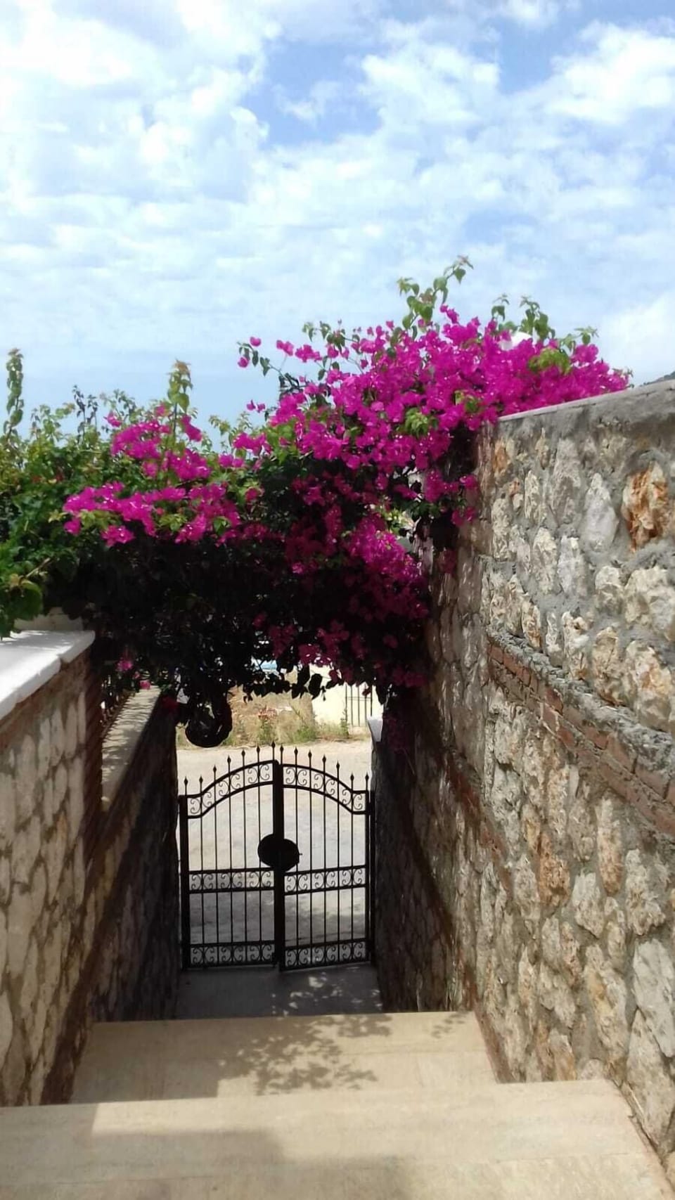  Bougainvillea covered steps to Villa Palm