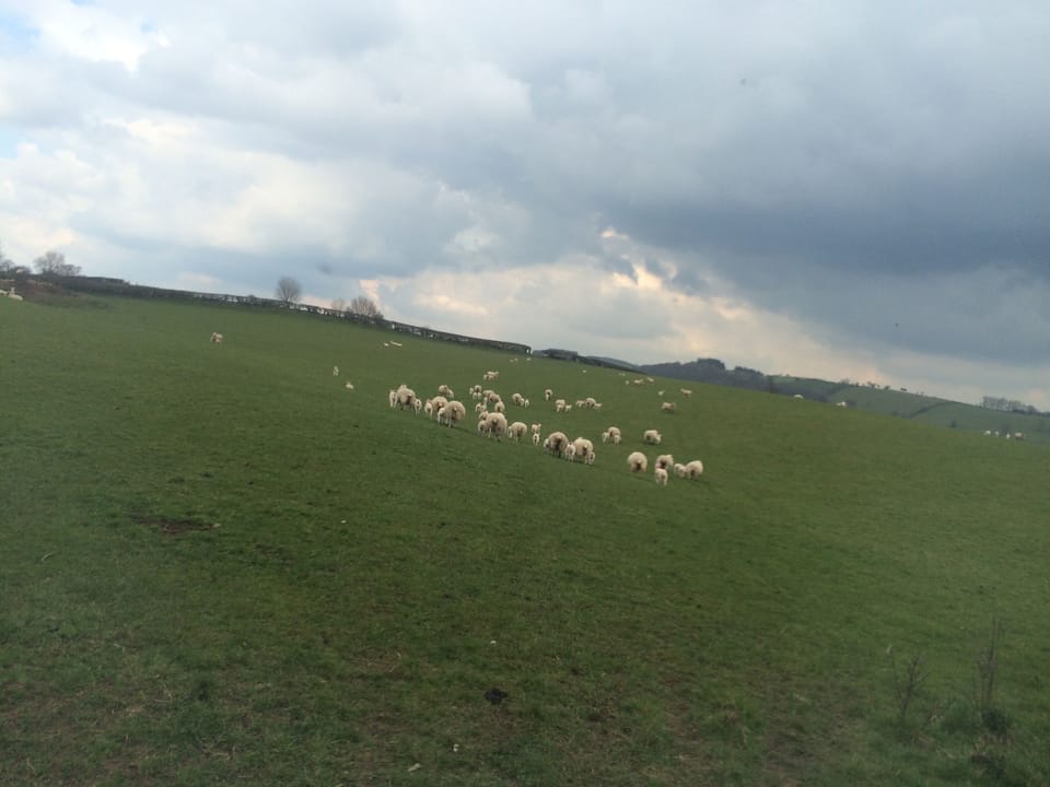 Sheep on the hills