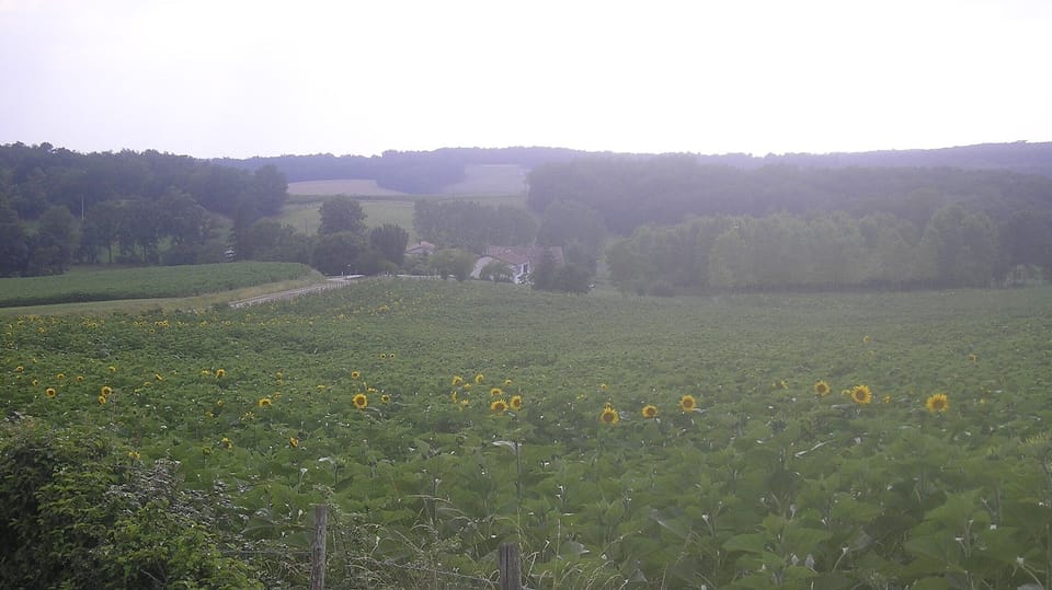Sunflower fields around house