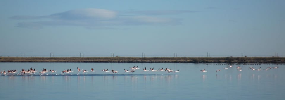 Pink flamingoes landing on the Etang de Thau lagoon