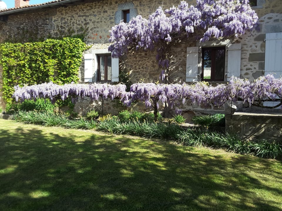 Wisteria  in the enclosed back garden