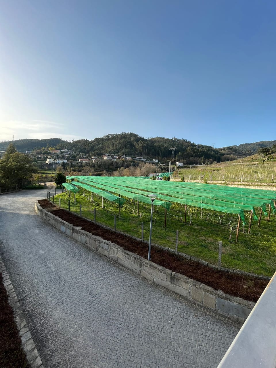 plantação de maracujás