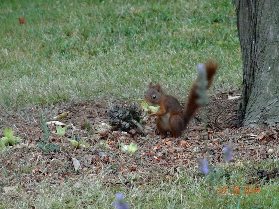 A red squirrel gathering his nuts