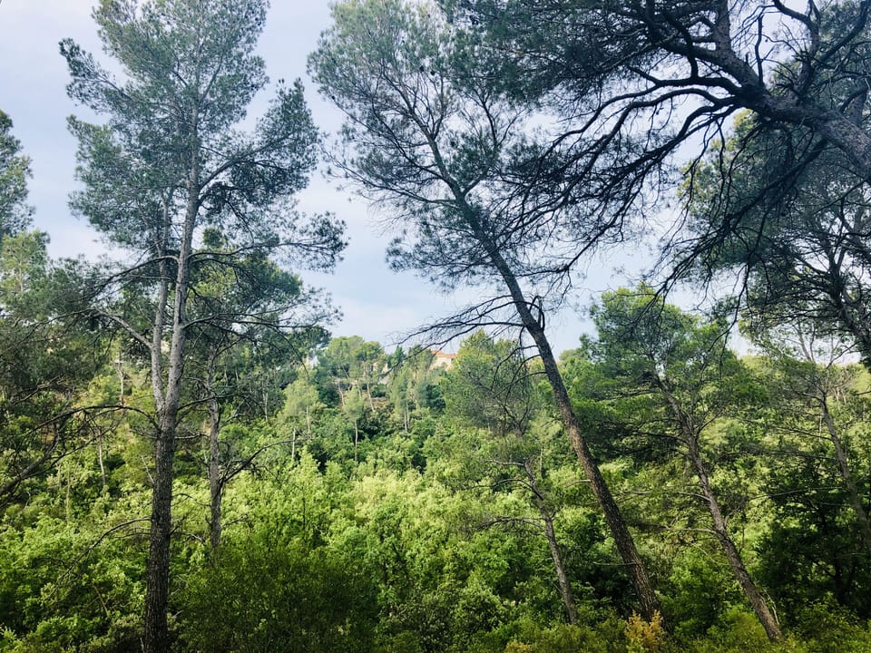View from the forest side of our house in the distance