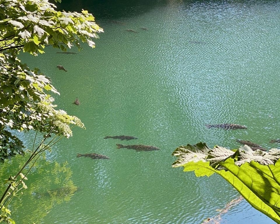 Carp in the lake