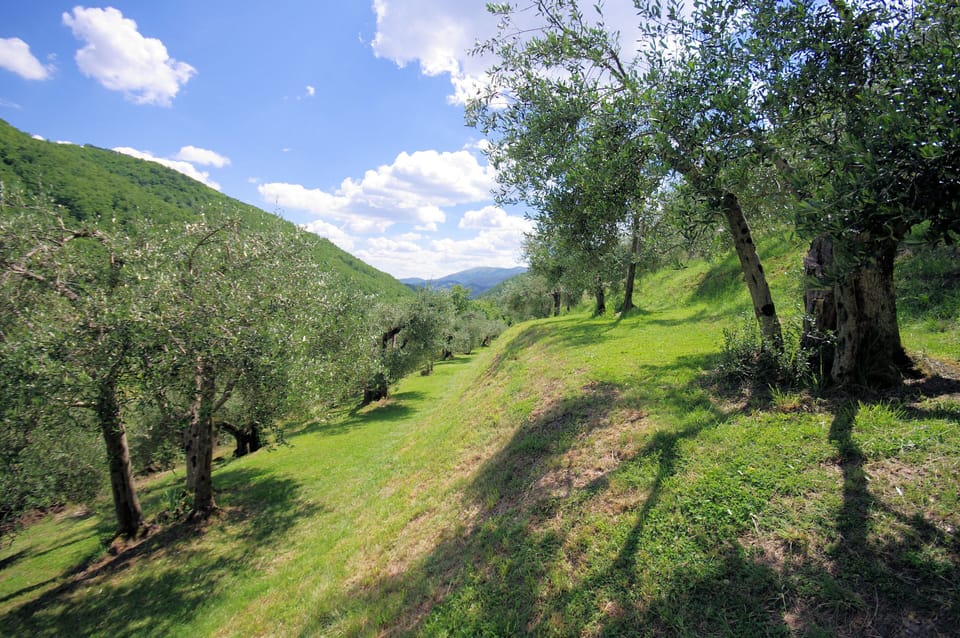 Surrounded by olive groves