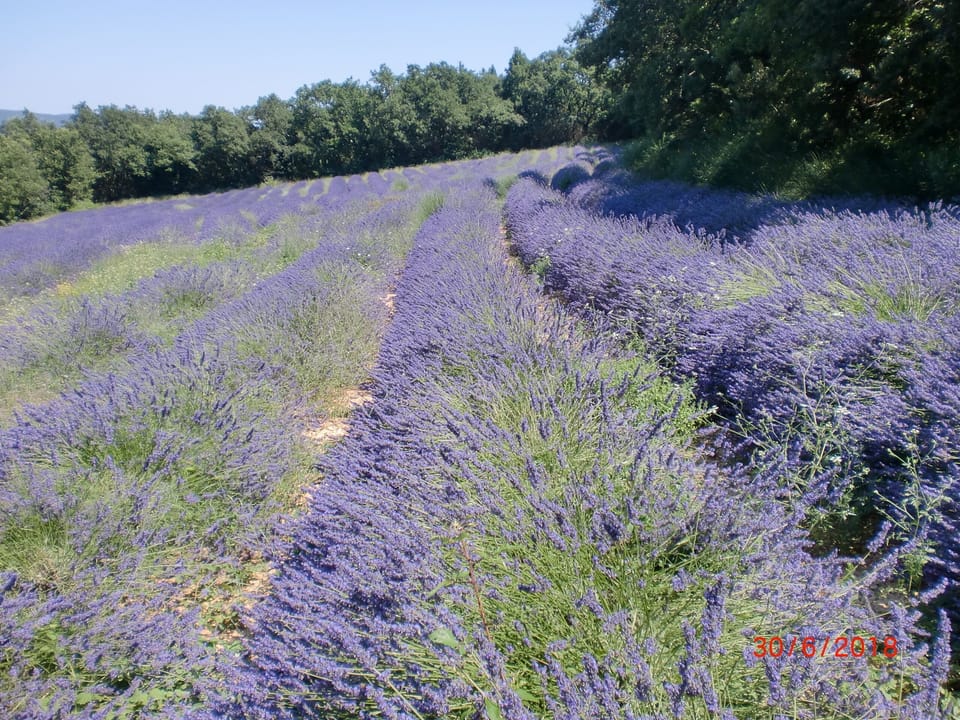 Lavender field next to our property.