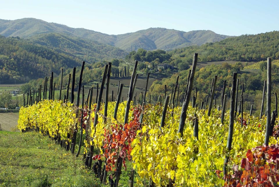 vineyards.  visits can be arranged
