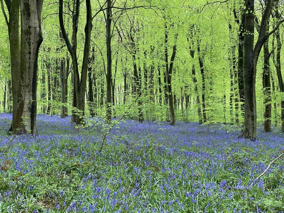 Beautiful Bluebell Woods nearby 