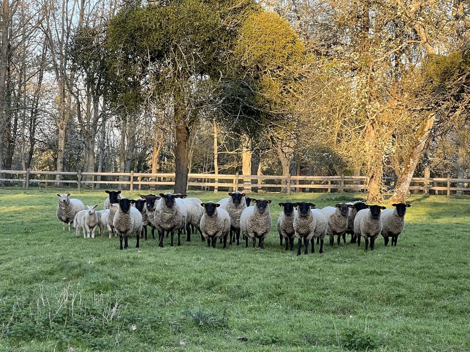 Outdoor banquet area