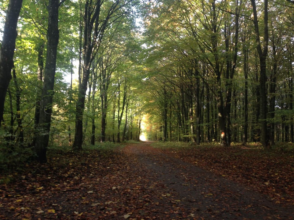 Forest in Krageholm