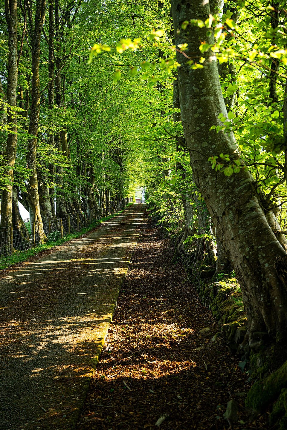 Tree Lined driveway to Coedmor Cottages.