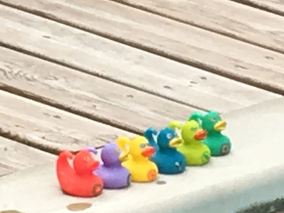 Ducks in a row at the pool