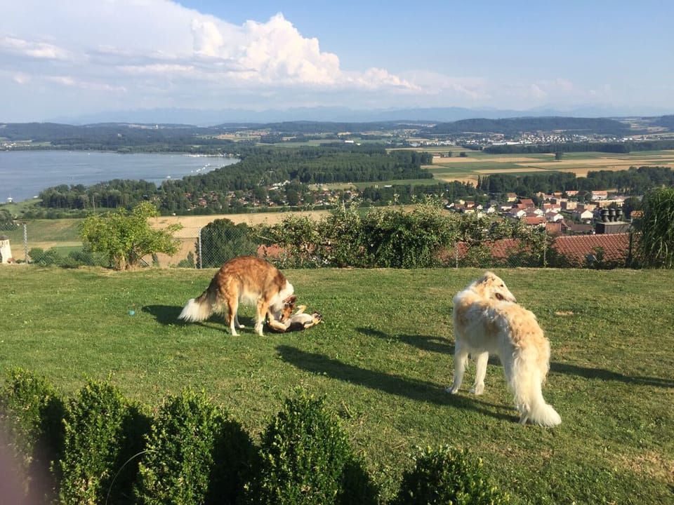 Pet-friendly