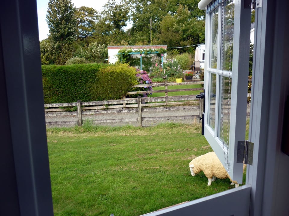 Josie our tame resin sheep