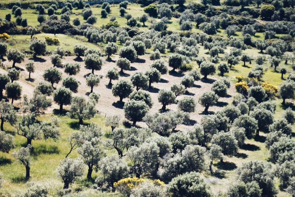 OLIVE GROVE