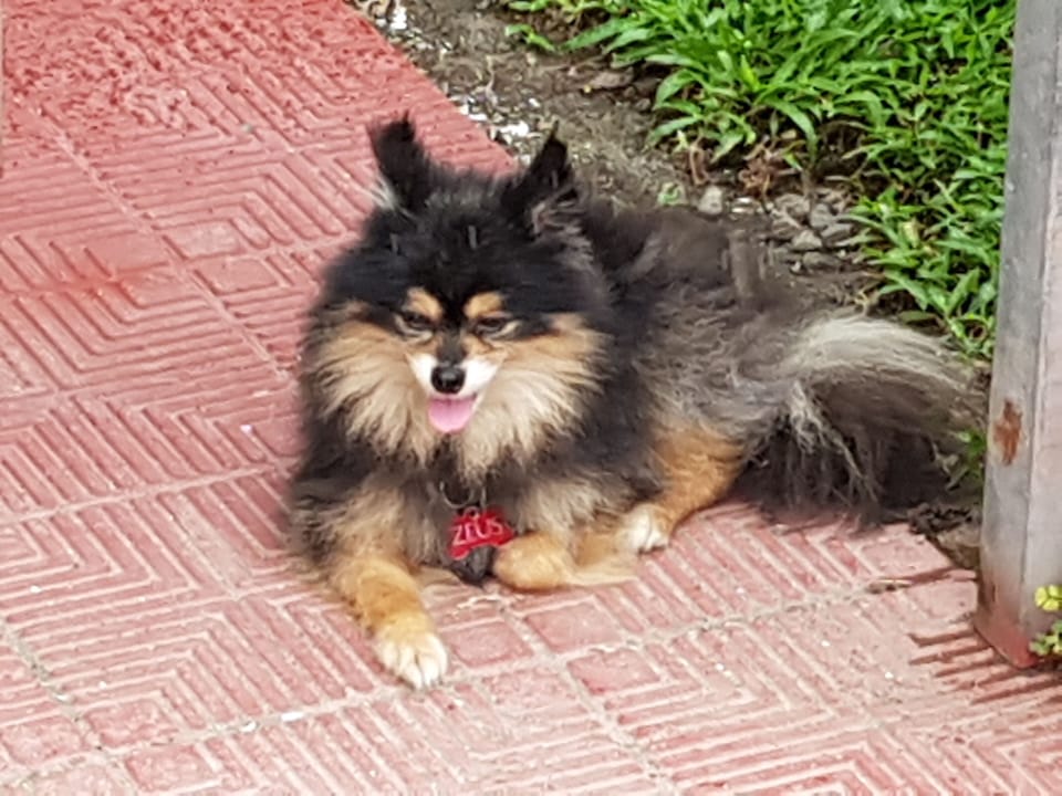 Pet-friendly