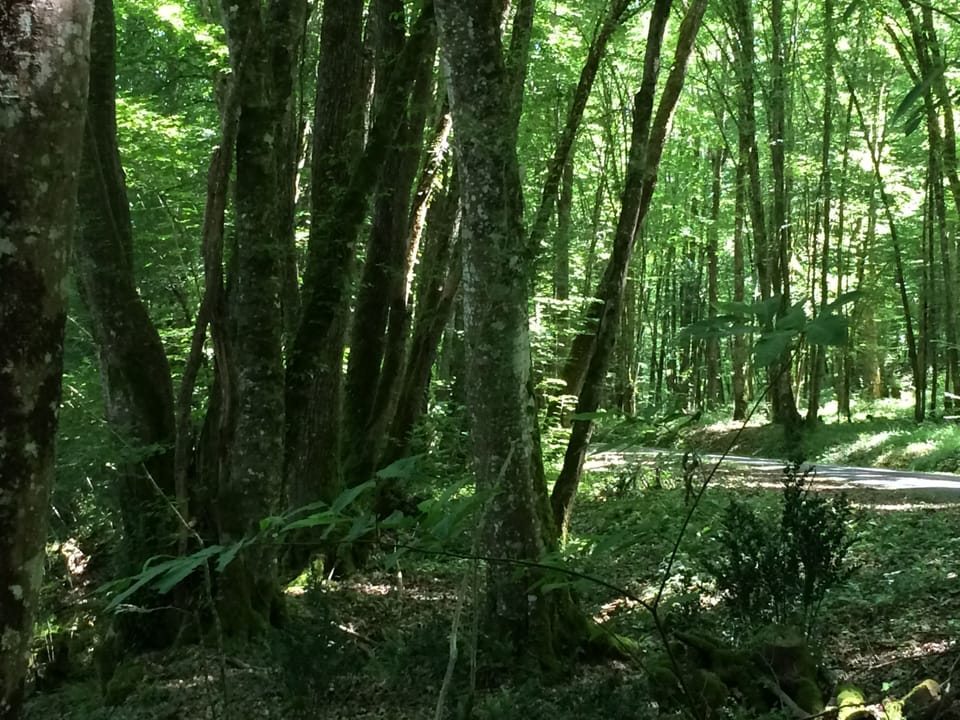 Part of our magical woodland at Pessel 