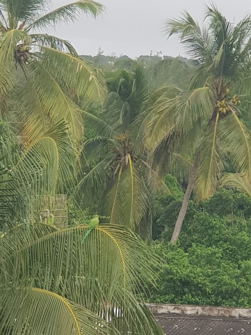 Look closely and you can see the Parakeets who are daily visitors!