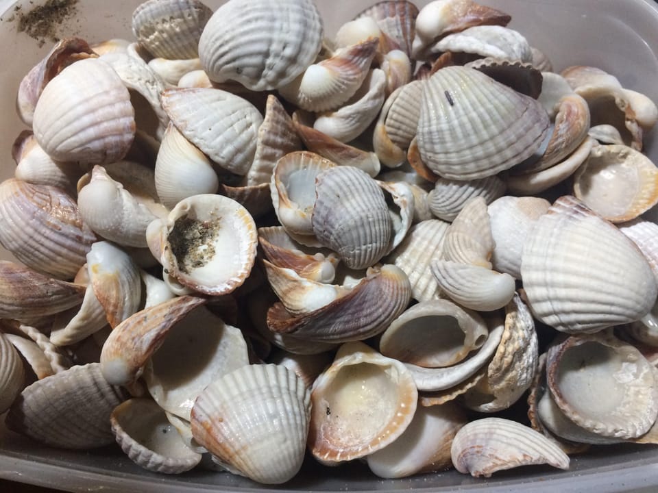 shells, my passion.