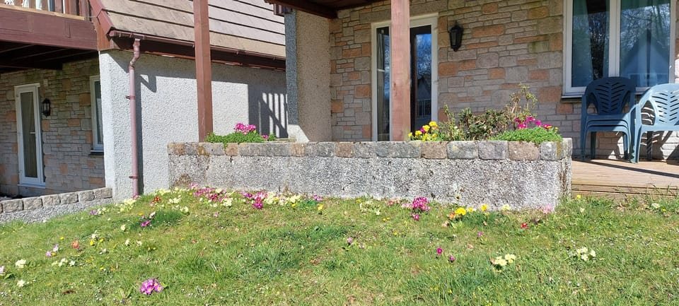 Primroses in the spring