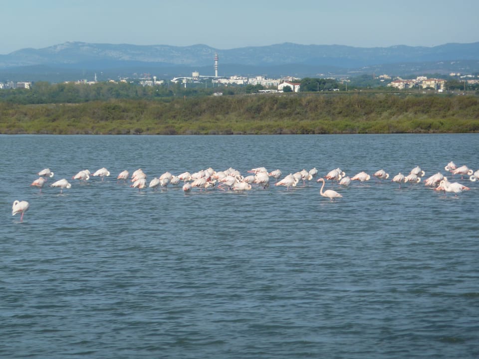 famous flamingos along the Camargue near Palavas