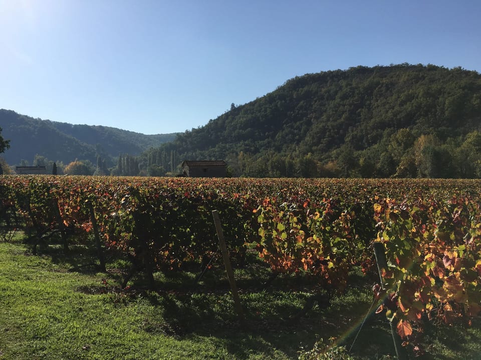 Vineyard in autumn
