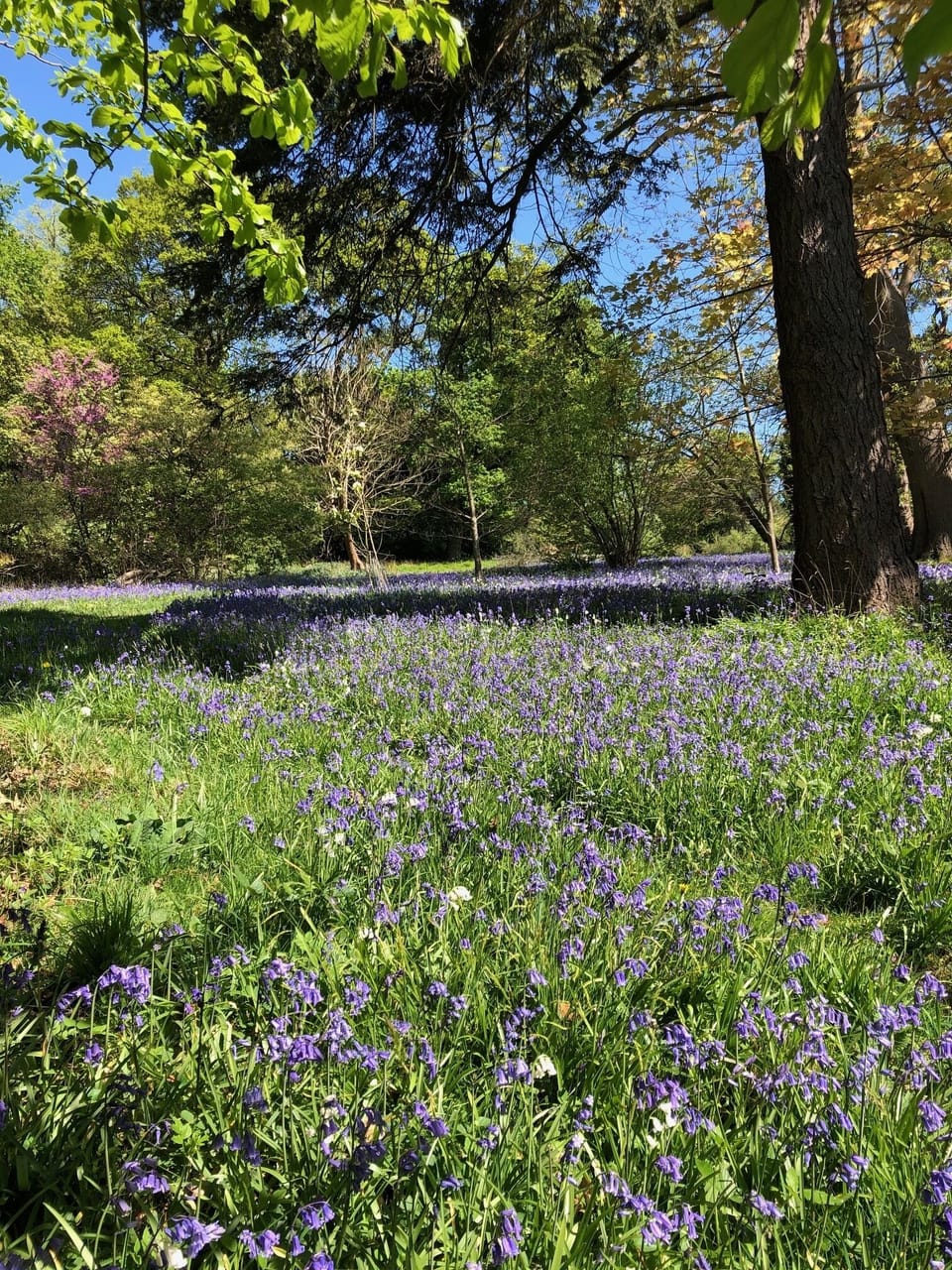Grounds