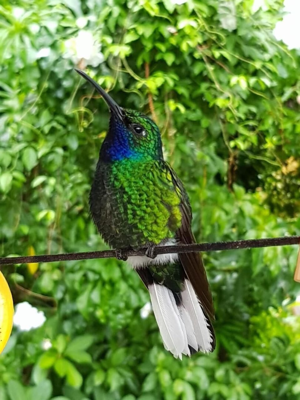 Fill up the hummingbird feeders & get your camera ready