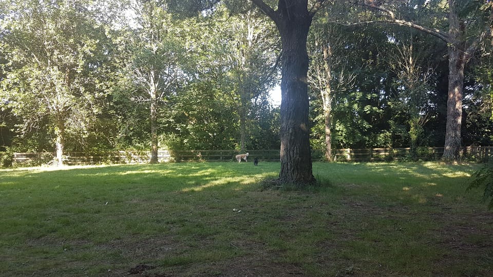 dog walking paddock