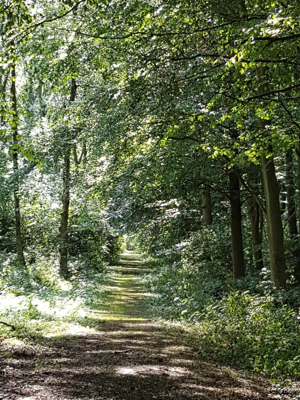 Dappled sunlight in the woods