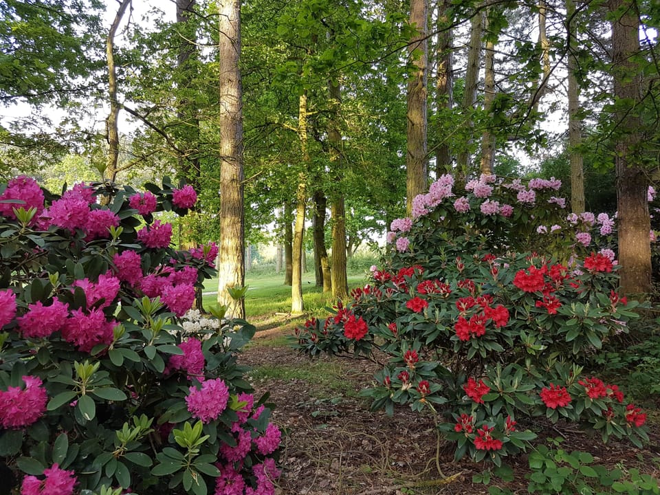 Rhododendrons on Kenwick Park golf course
