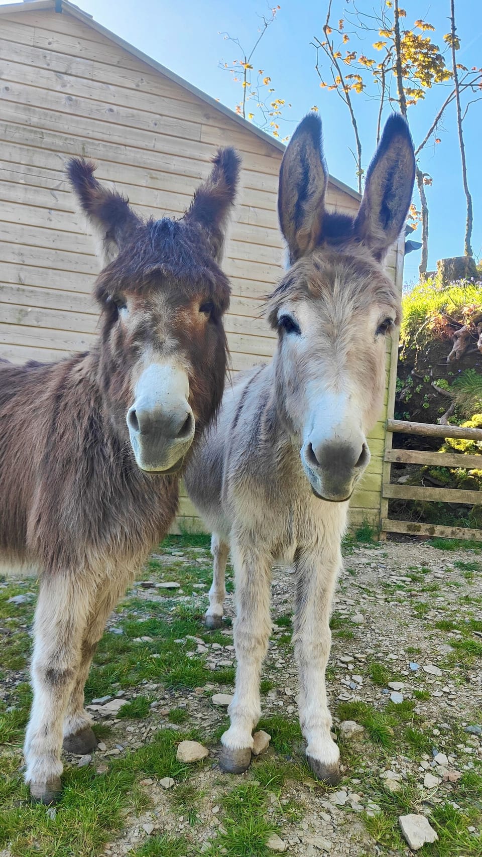 Children love helping with our animals, we have Donkeys, Goats, Sheep, Ducks