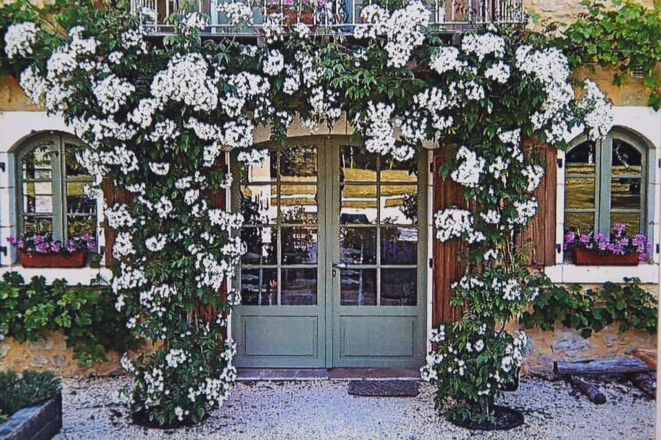 Our Kiftsgate Roses in Bloom, May-June