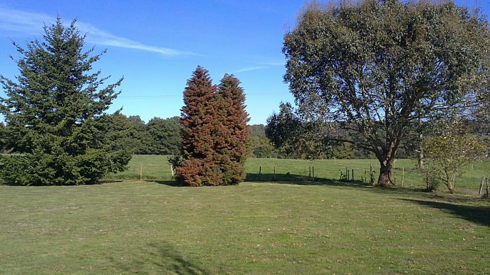 back garden