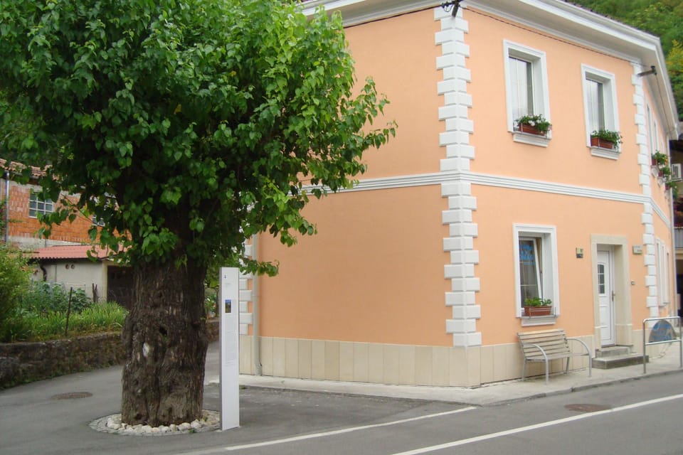 more than hundred years old Napoleon`s Mulberry