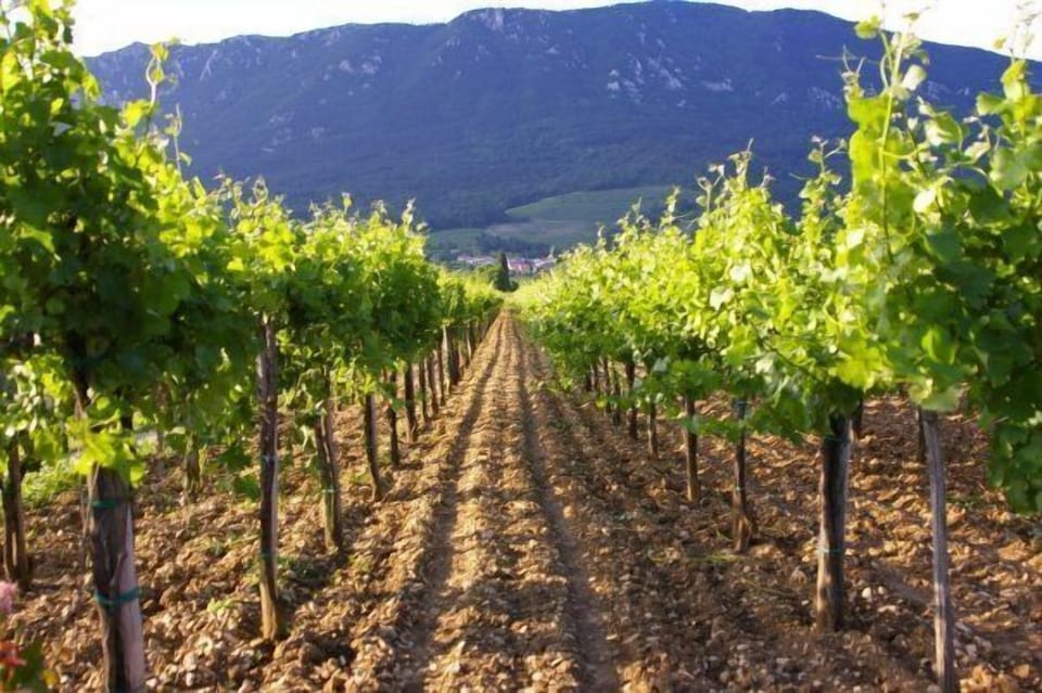 one of the many of vineyards here