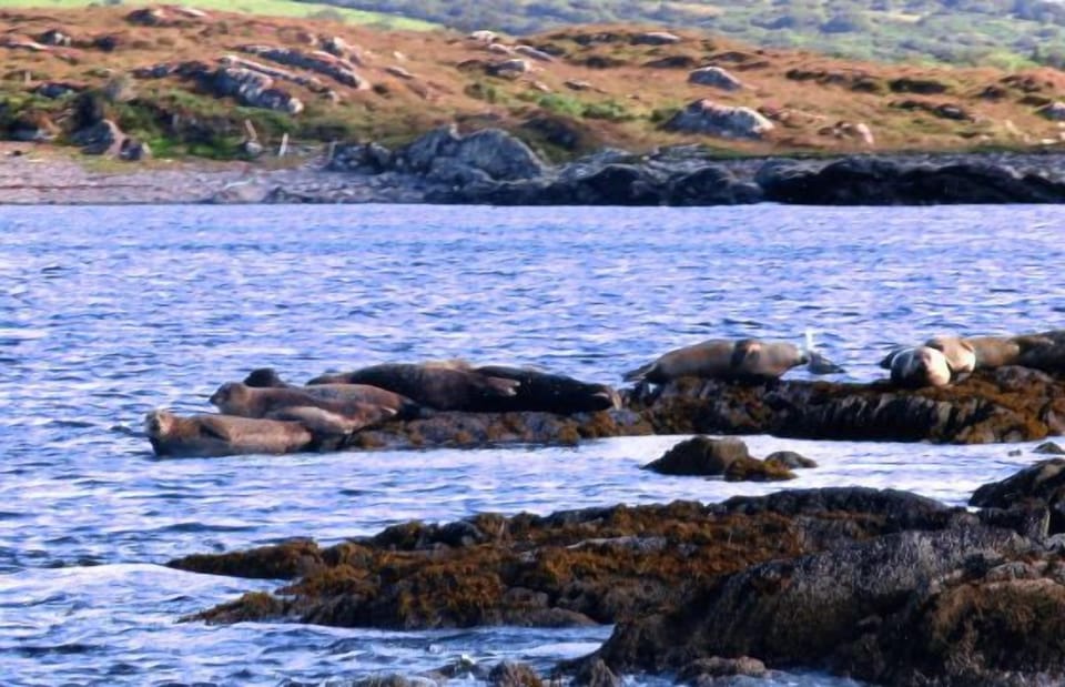 Seals on rocks