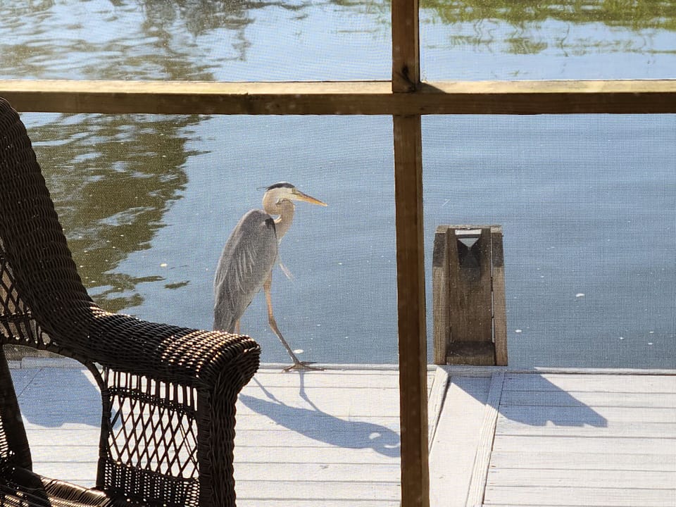 Meet the neighbors!!  A Great Blue Heron