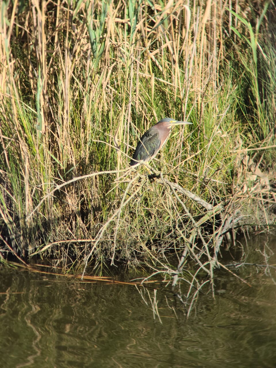 Great bird watching and wildlife right in our backyard. Green Heron!!