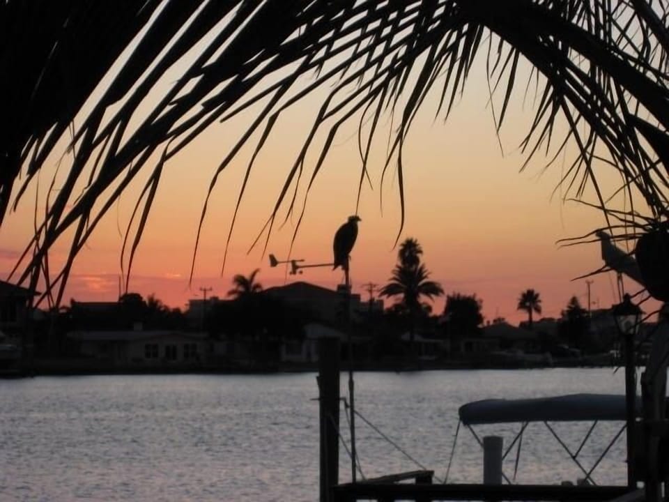 Osprey (fish hawk) on dock at sunset