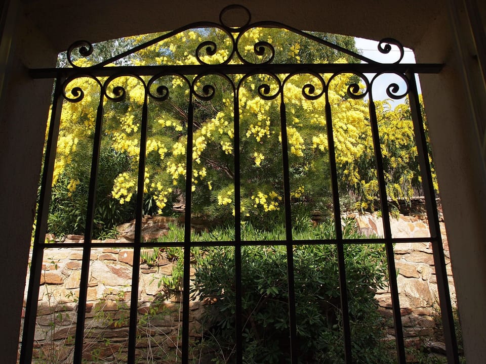 Mimosa through the master bath window