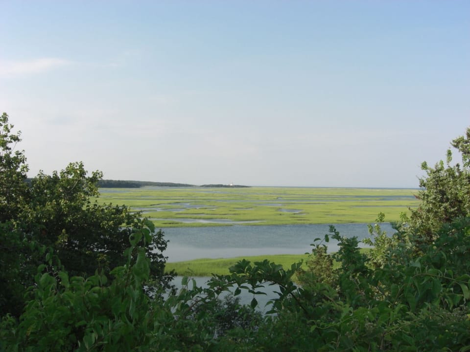 Coast Guard Beach Salt Marsh from Bike Trail