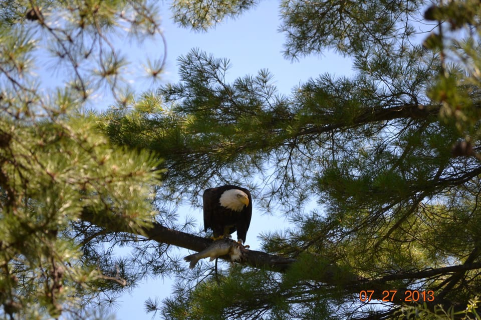 There is a bald eagle family on the lake.  In 2013 Mr came fishing in the cove.