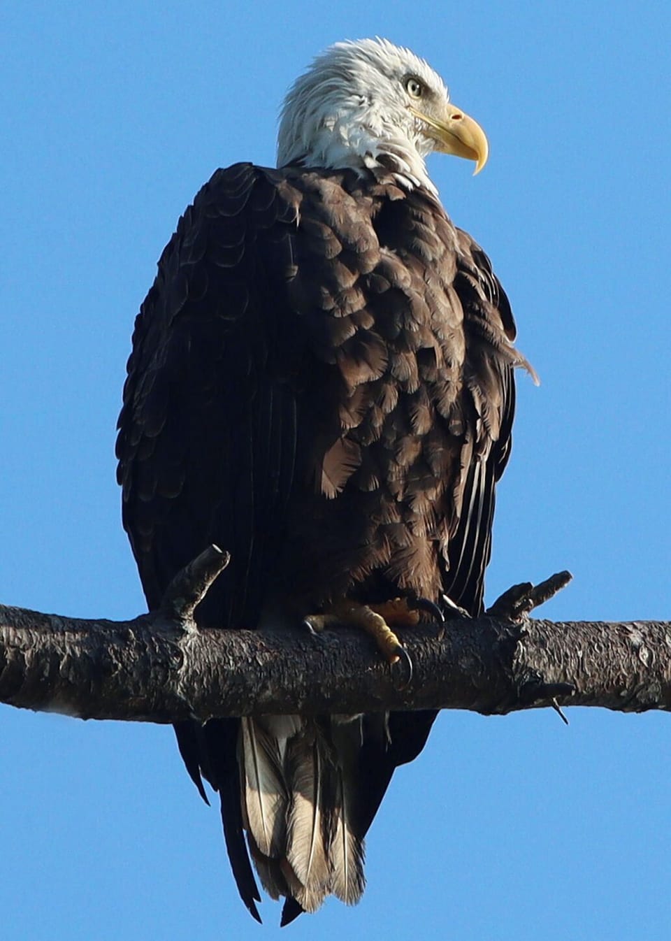 One of our resident Eagles!