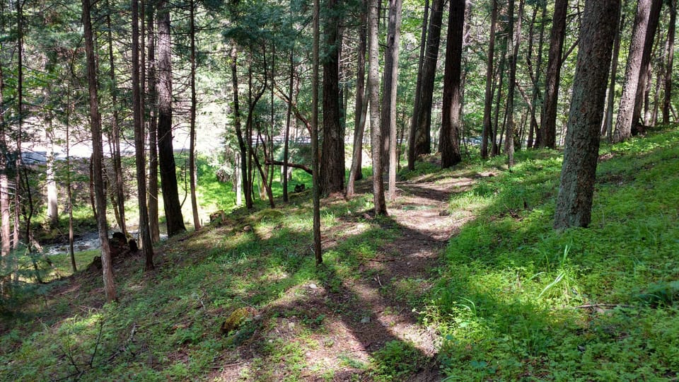Pathway through the forest to Griffin Creek