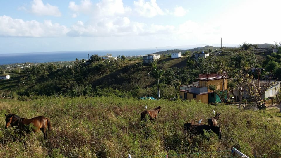 Horses in the vacan lot behind house