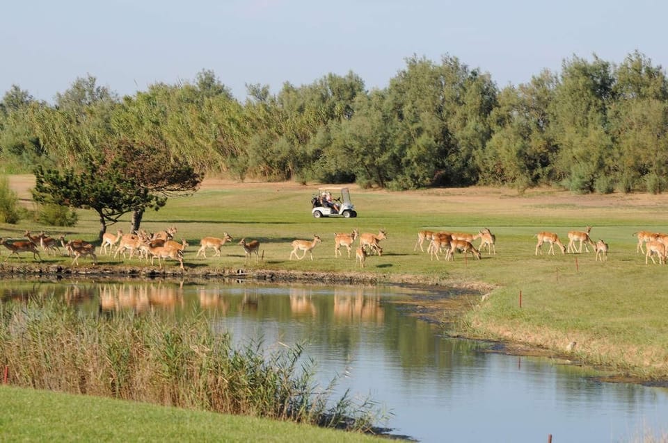 Golf