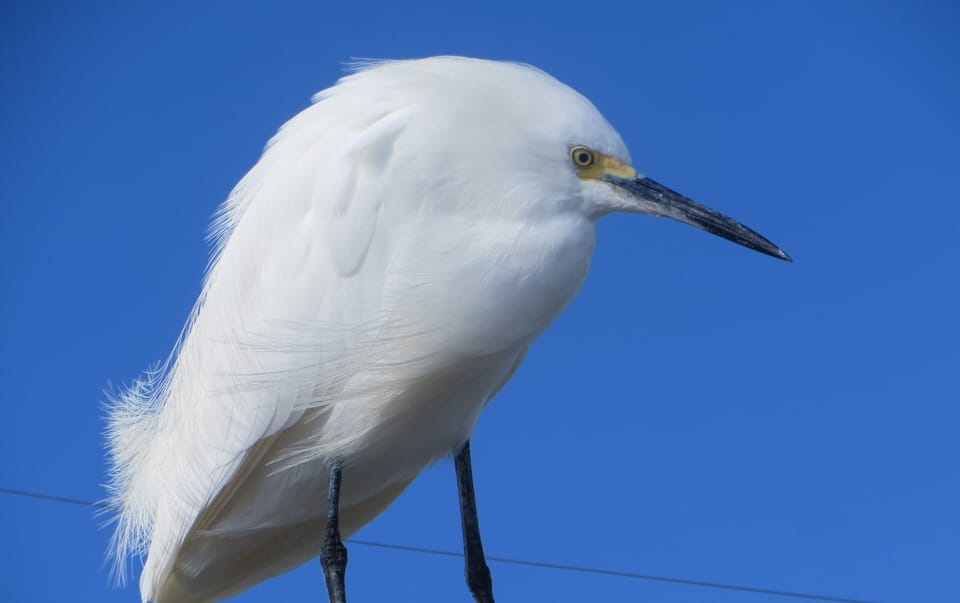 Our friend, " Freddy " on Naples Pier boathouse, Naples, Florida